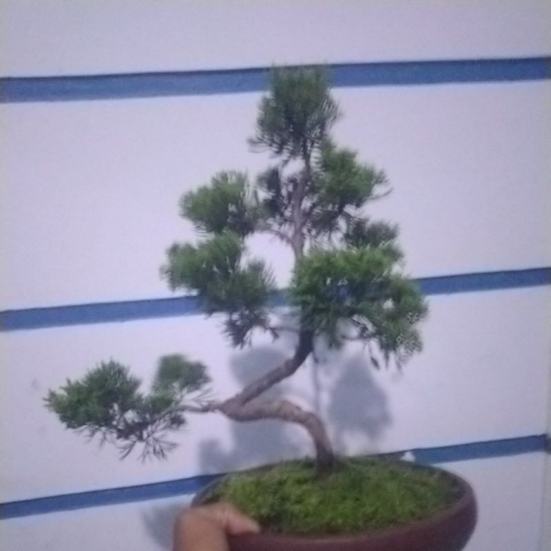 bonsai cemara sinensis