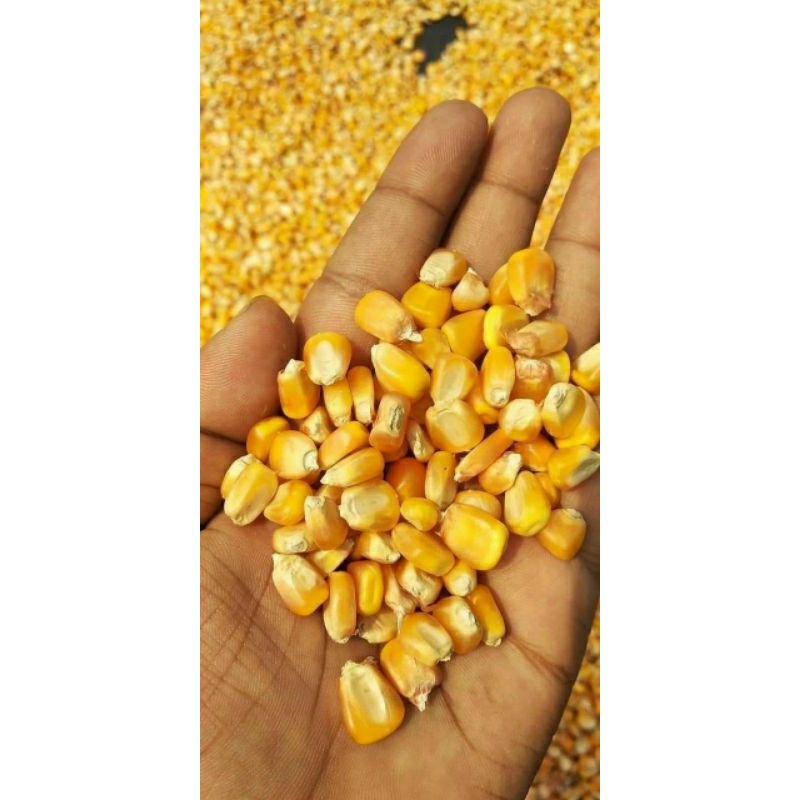 jagung pipil kecil kristal/pakan merpati/ayam 1 kg