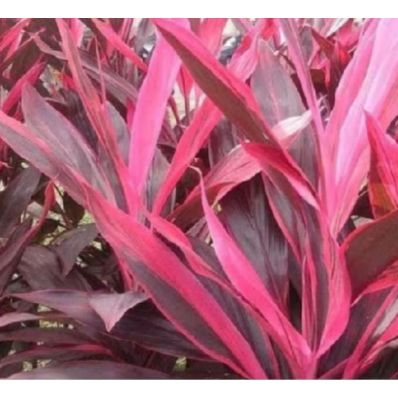 

daun andong/daun hanyuang segar 300 grm