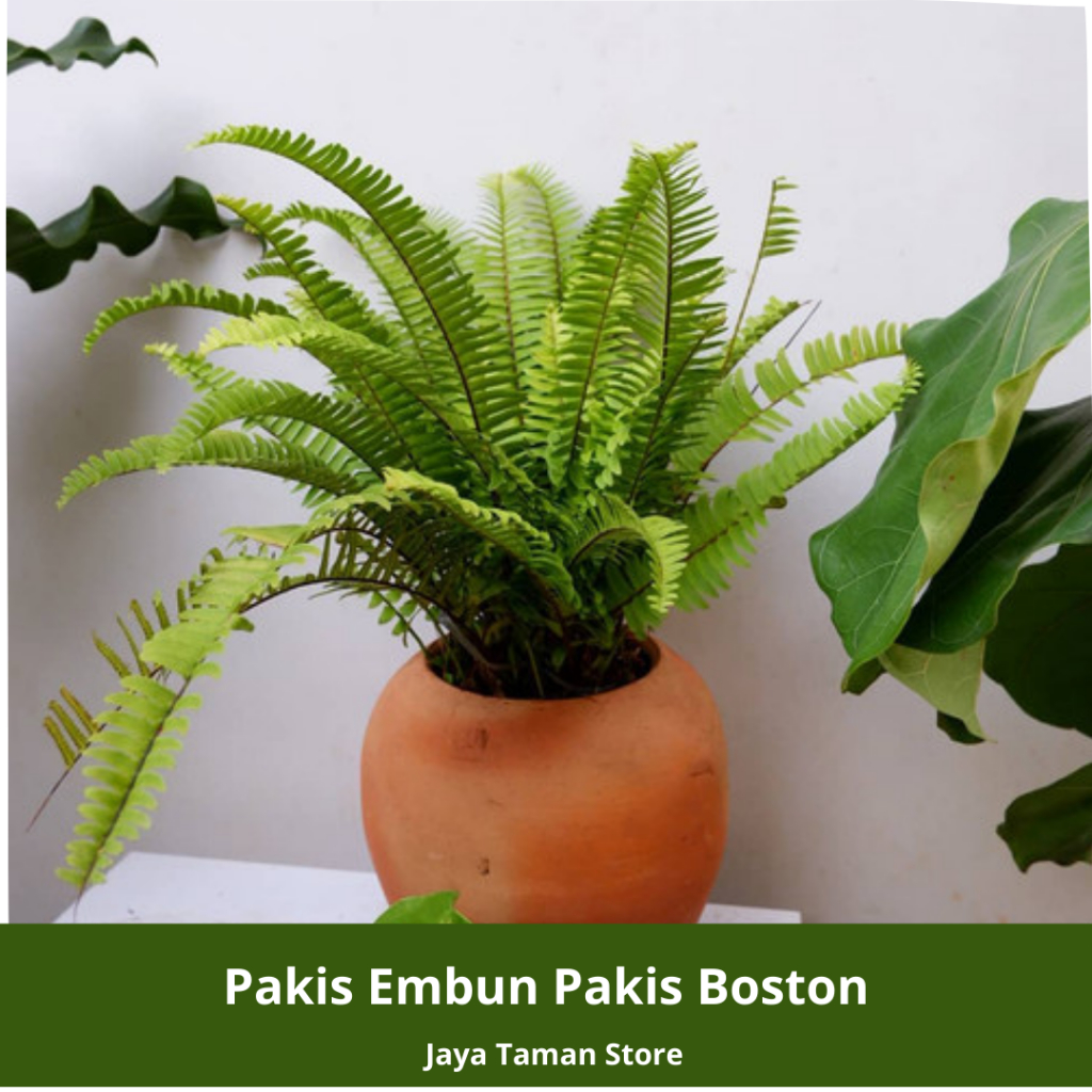 Promo COD Tanaman Hias Pakis Embun Pakis Boston - Tanaman Hias Indoor/Outdoor
