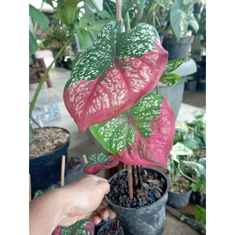 TANAMAN HIAS KELADI BARET TANAMAN KELADI BARET