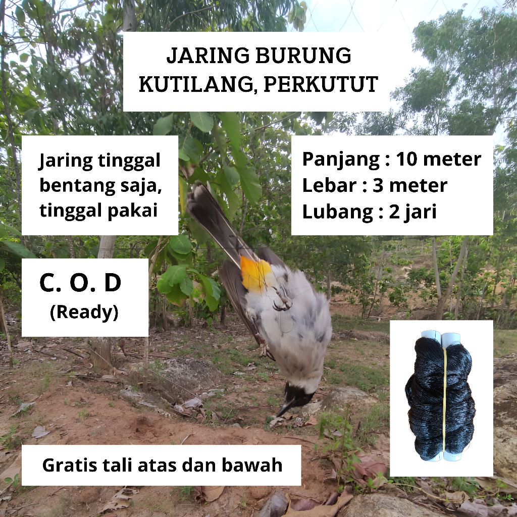 JARING BURUNG KUTILANG JARING BURUNG MURAI BATU JARING MONTANA JARING BURUNG SIAP PAKAI