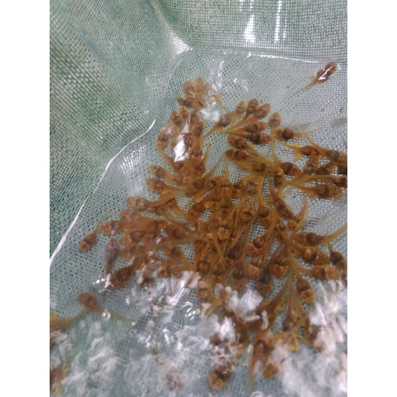 umpan mancing kecebong/pakan ikan predator 50 ekor