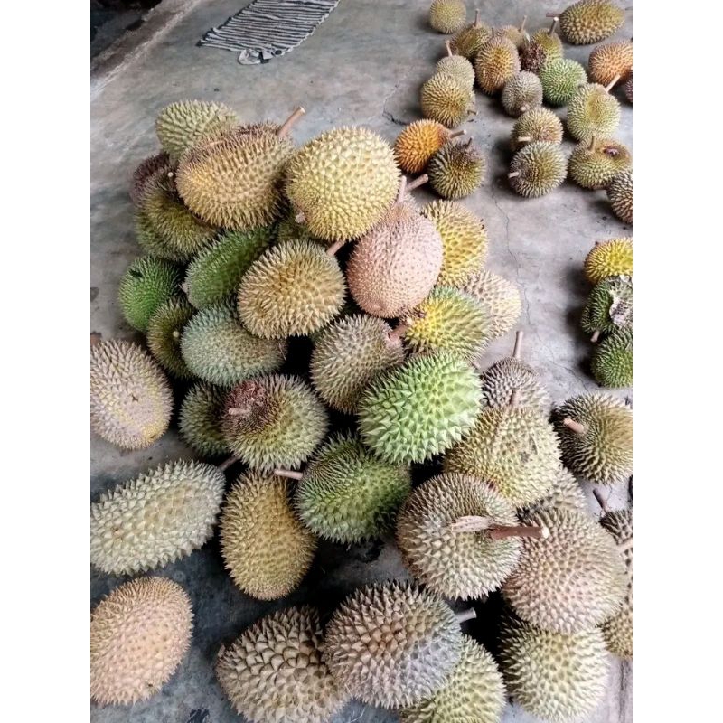 

Durian asli lokal