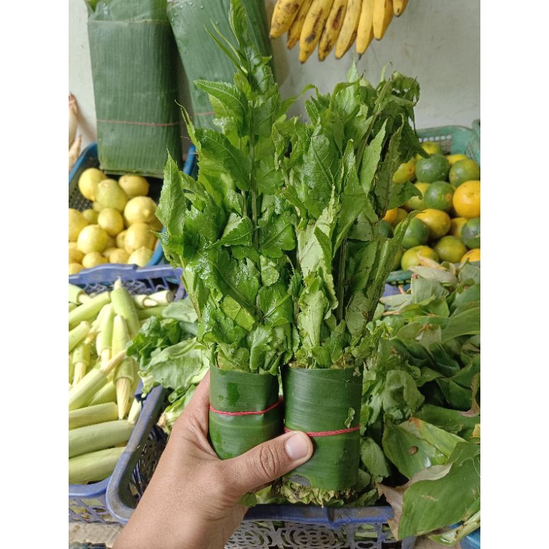 

Sayur Daun Pakis Segar 1 Ikat