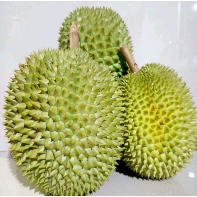 

DURIAN JUMBO ISI 1 UKURAN 2 KG