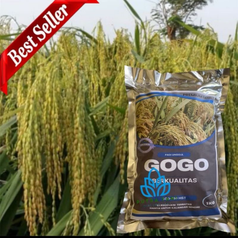 benih padi Gogo 5kg super unggul