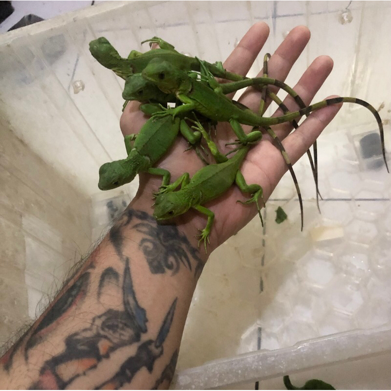 Iguana Green baby up Sold