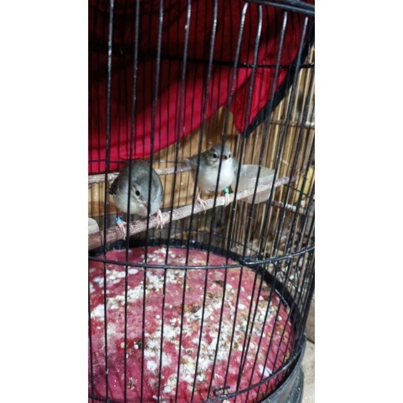 burung ciblek kristal anakan jantan mandiri