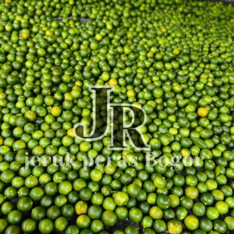 

1kg jeruk Sonkit/jeruk Kasturi/jeruk kancing/jeruk lemon cui/jeruk kunci