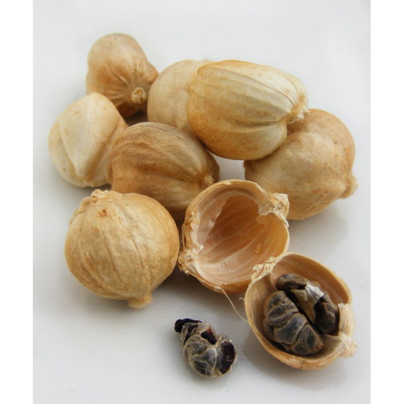 

Kapulaga Putih Premium Herbal Rempah