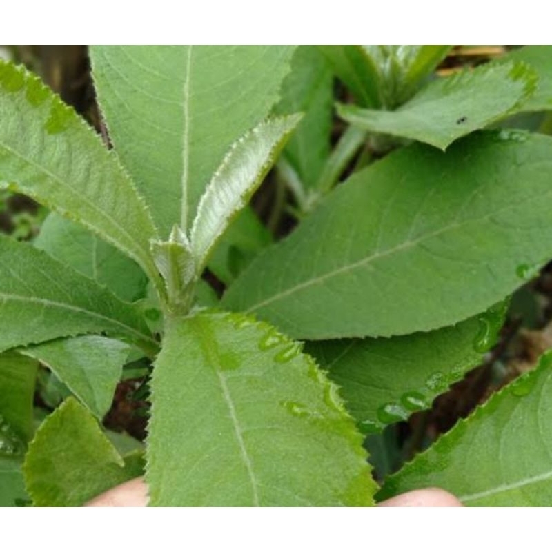 

Jual daun sembung segar 500 gram