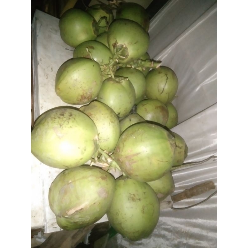 

kelapa hijau kelapa muda