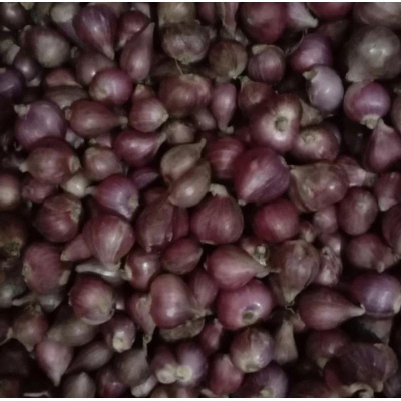 

bawang merah kering