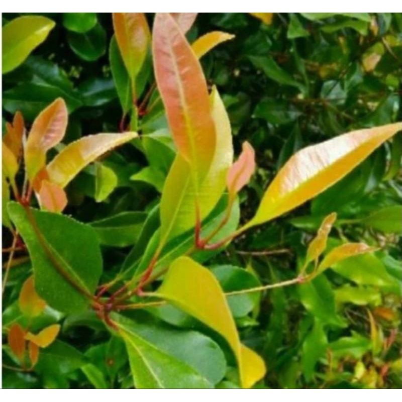 

Daun cengkeh segar 500 gram petik langsung