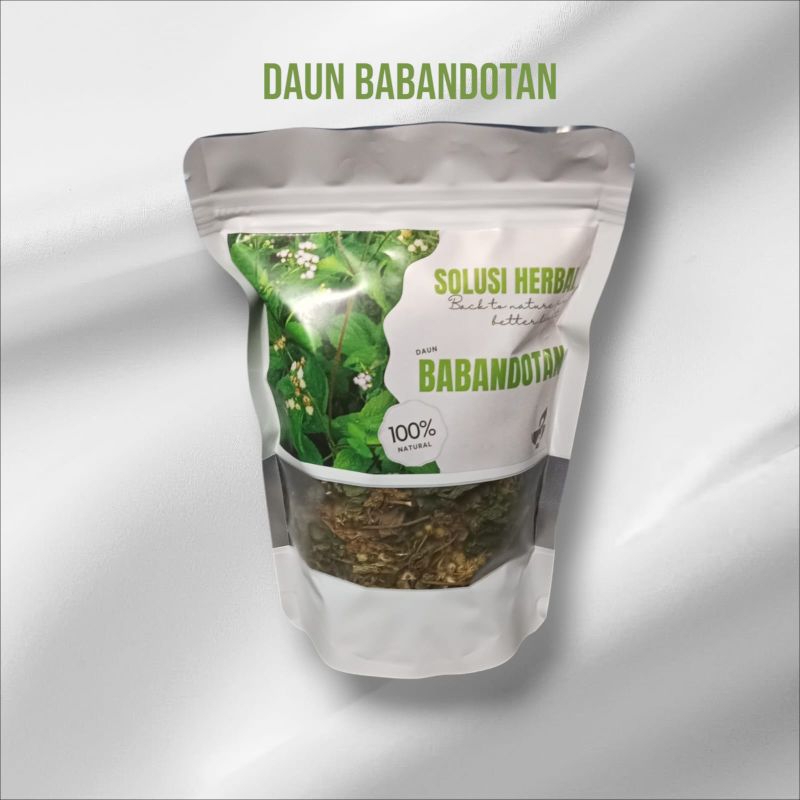 

daun babadotan kering di jemur 100% murni