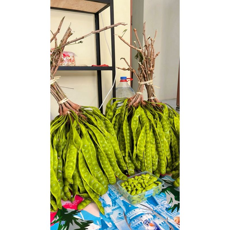 

PETE PENDEK ISI 15 PAPAN TUA