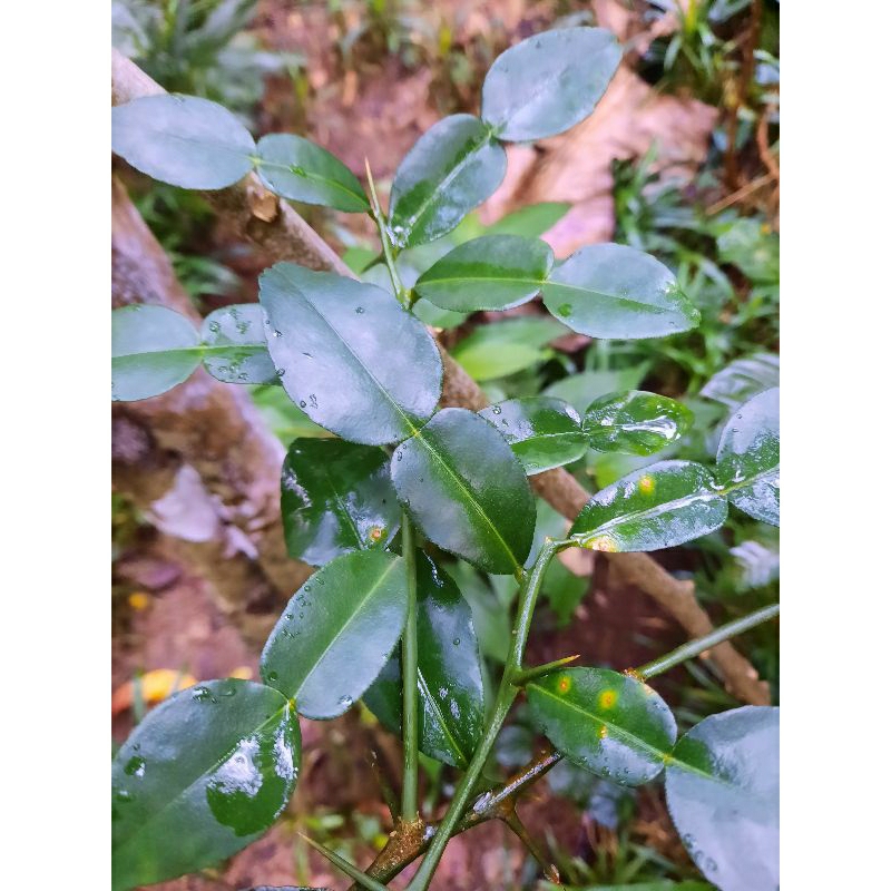 

Daun Jeruk Purut