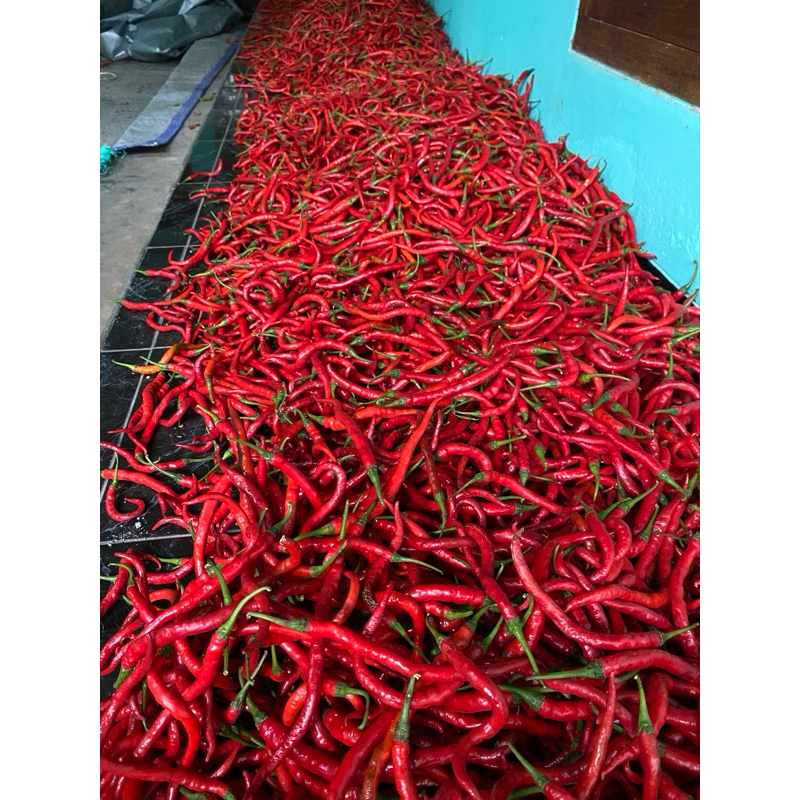 

cabe keriting fresh