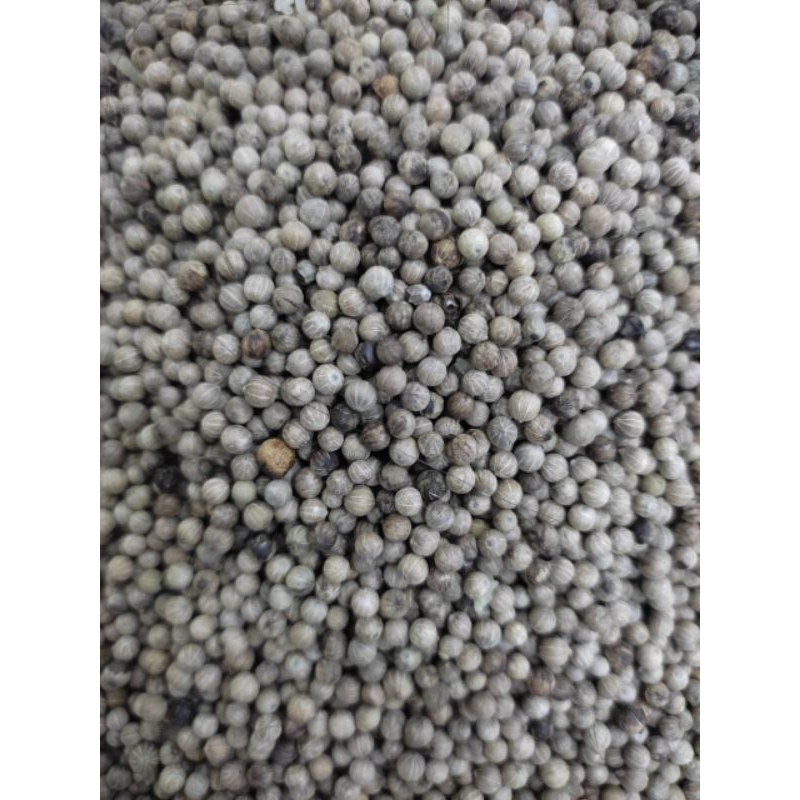 

MERICA PUTIH SUPER PILIHAN TERBAIK 1 KG