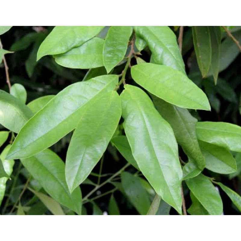 

500 gram daun buni segar petik langsung daun huni