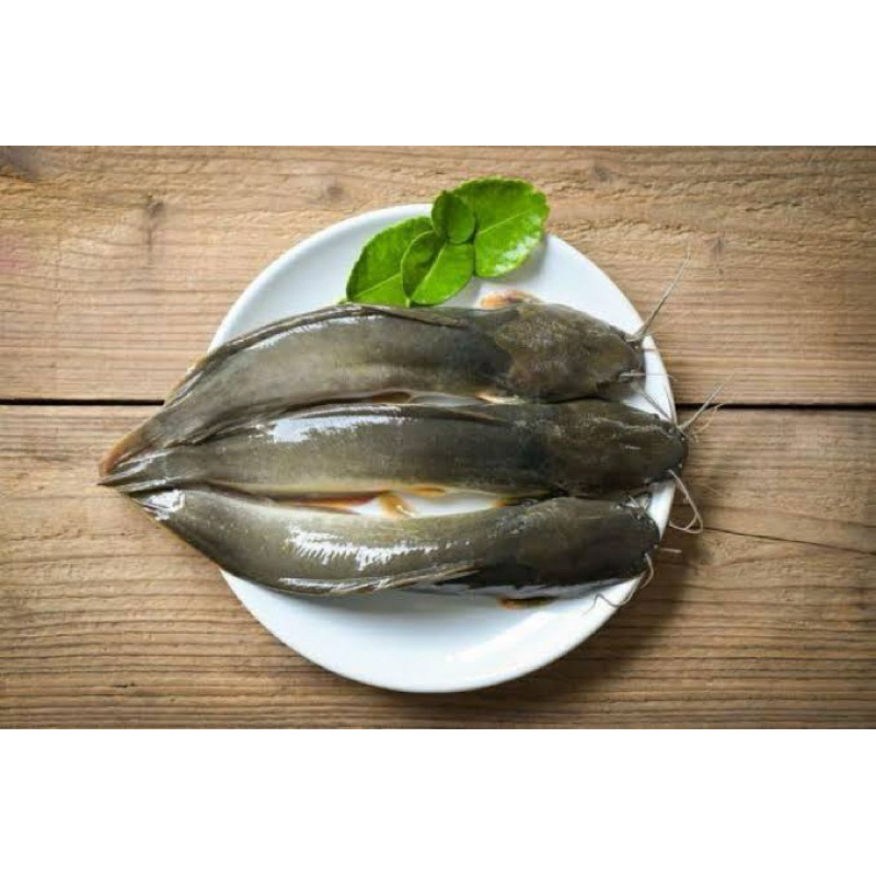 

Ikan Lele Fresh 500gr (sudah dibersihkan)