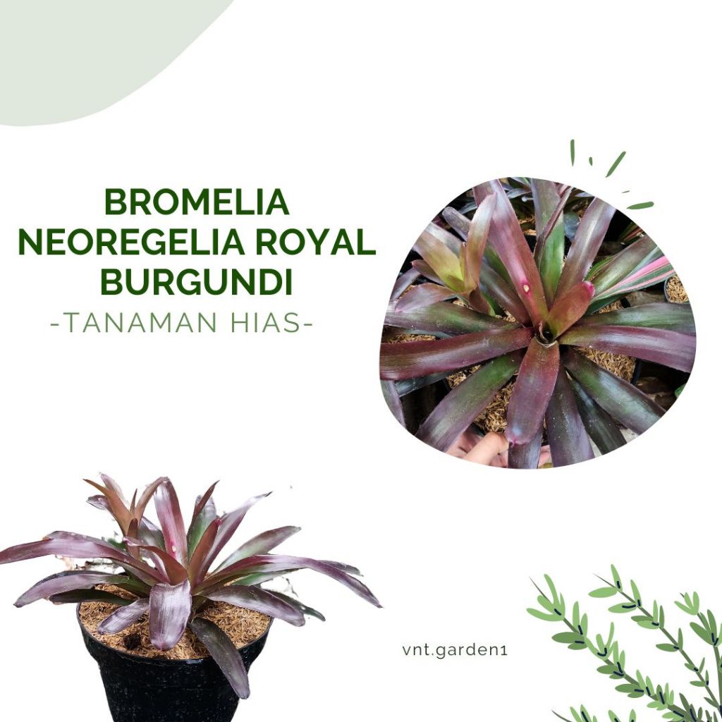 Tanaman Hias Bromelia Merah Besar | Merah Burgundi | Bromelia Neoregelia Royal Burgundi