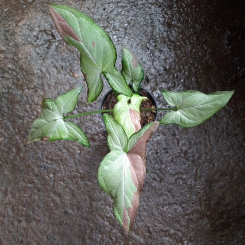 Syngonium Pink Salmon
