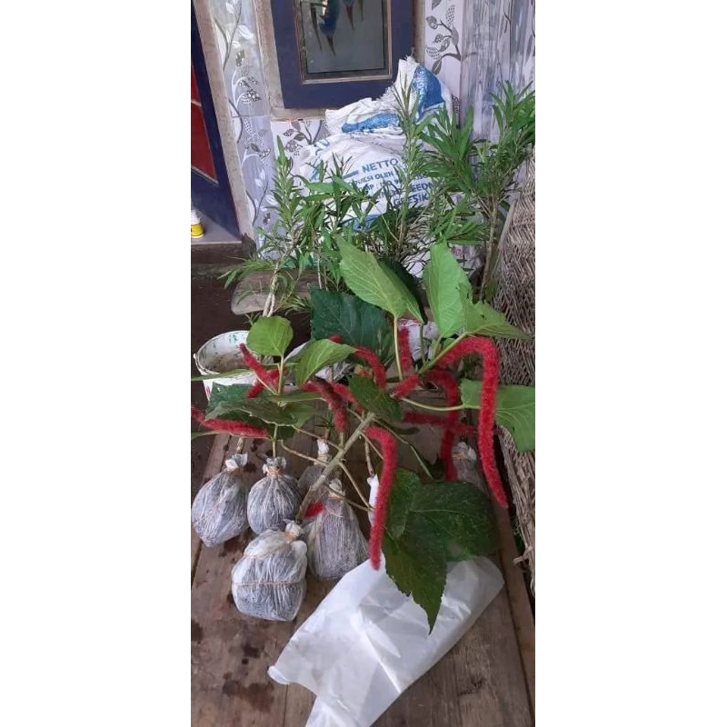 tanaman hias ekor kucing