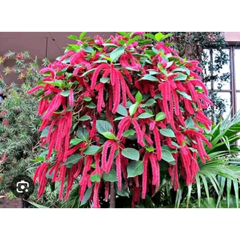 ekor kucing tanaman hias ekor kucing