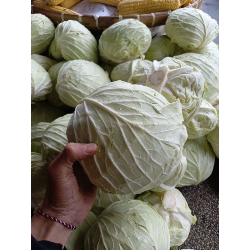 

KOL segar berat 1kg