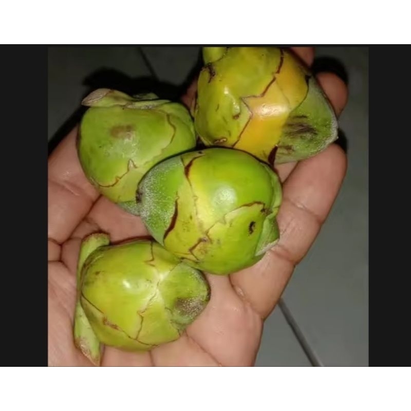 

bluluk/tembuluk/obat herbal /5 biji