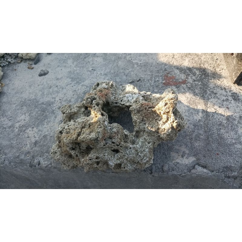 Batu karang bolong 6 biji