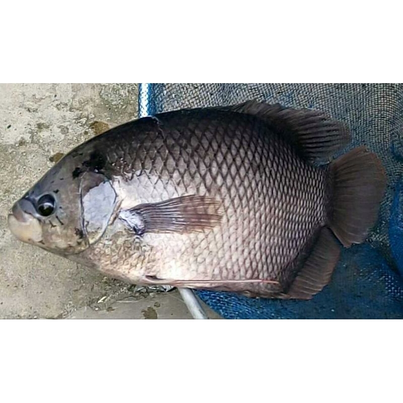 

Ikan gurame segarr