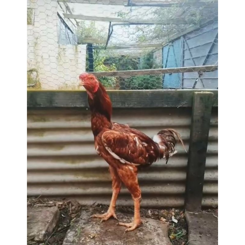 

telur ayam malay siap di tetaskan