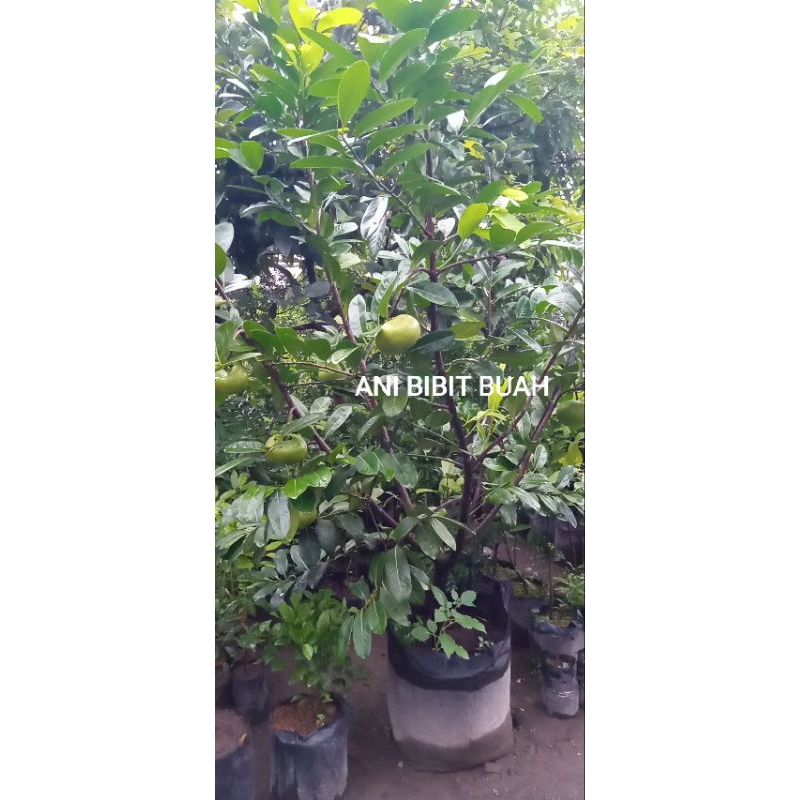 black sapote berbuah