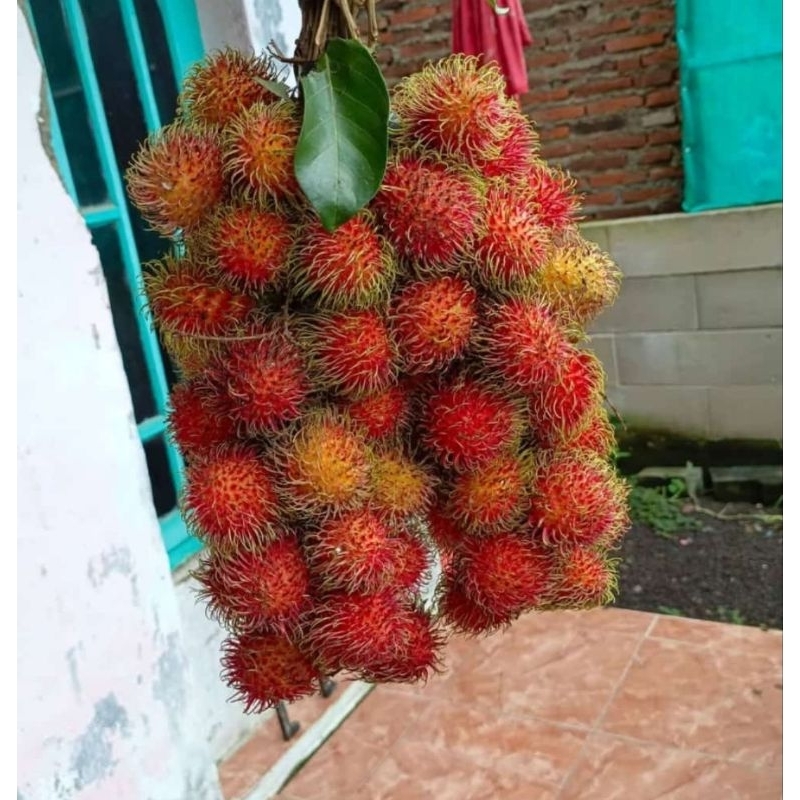 

Buah Rambutan Manis 2 ikat 2 kg