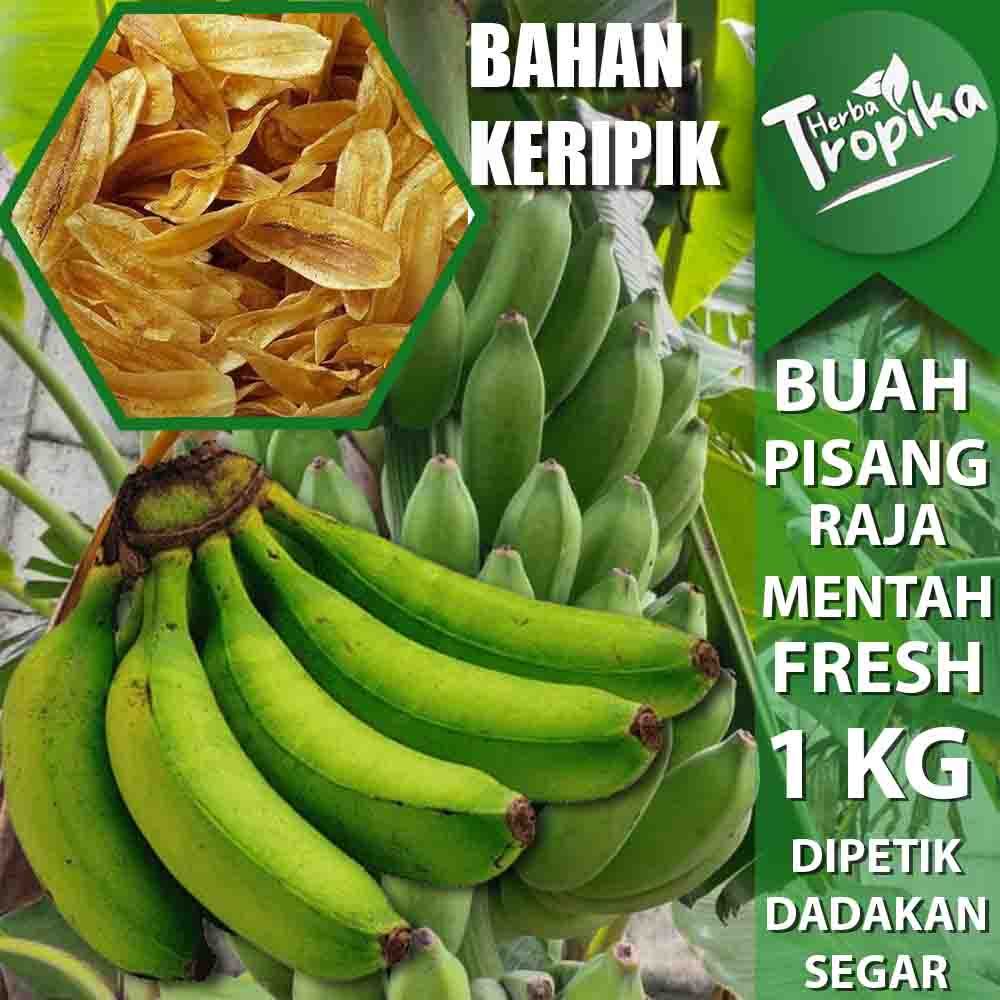 

Buah Pisang Raja Mentah Untuk Membuat Kripik enak 1 Sisir 1 kg toko herba tropika