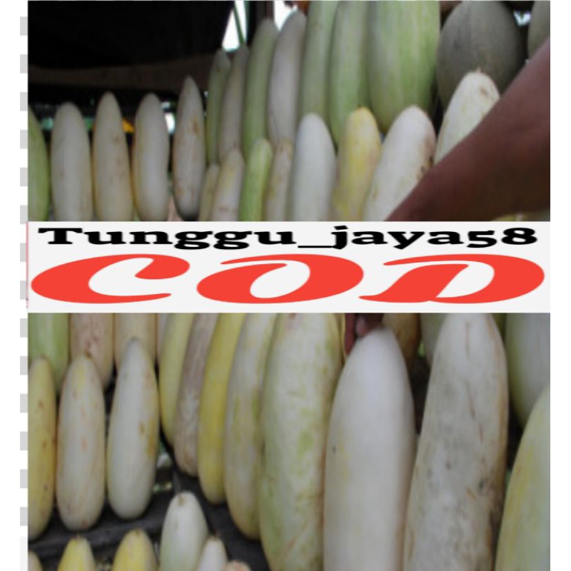 BISA COD 25 BUTIR BENIH TIMUN SURI PUTIH JUMBO spesial ecer