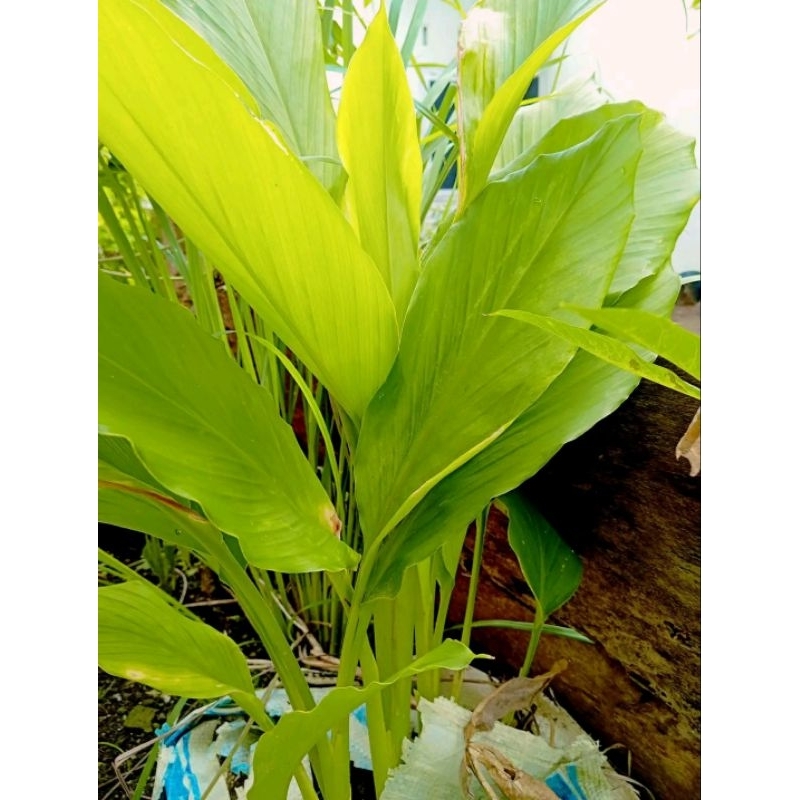

daun kunyit kunir 500gr fress dari kebun langsung