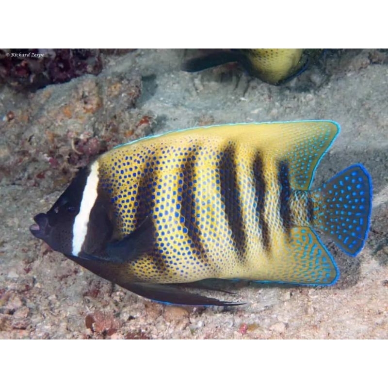 ikan hias angel roti sixline angelfish air laut