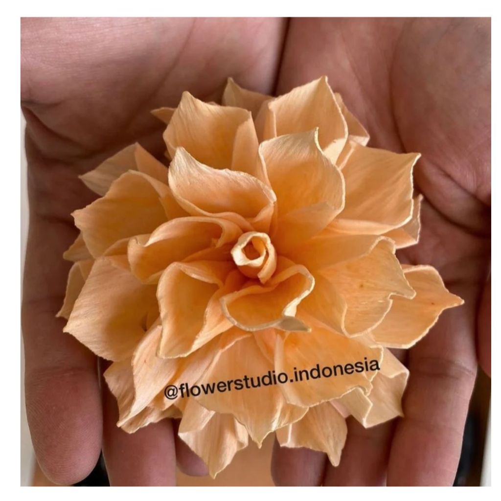 Dahlia Flowers/ Bunga sola/Sola Flower/ Bunga Dahlia/ Sola Dahlia/ Bunga sola wood/ Sola flower bouq