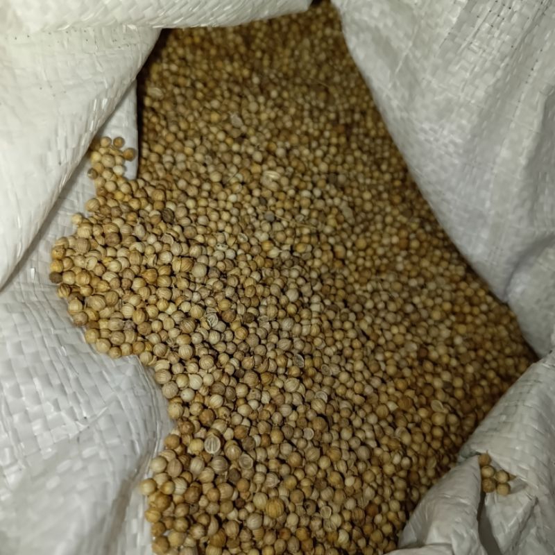 

ketumbar biji 1/4 berkualitas