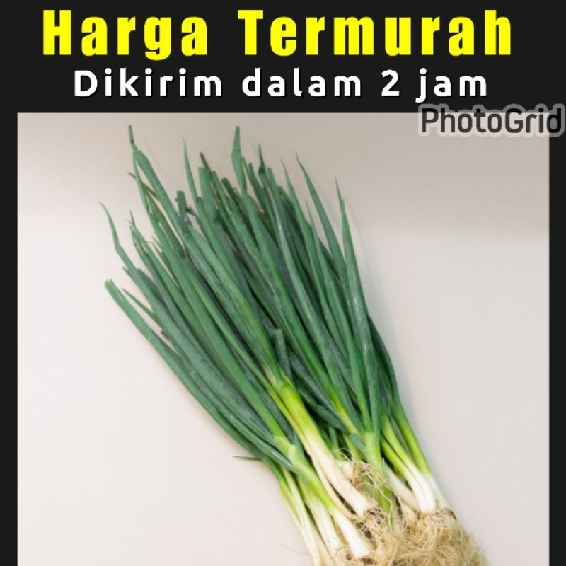 

Daun bawang 250-500 gram