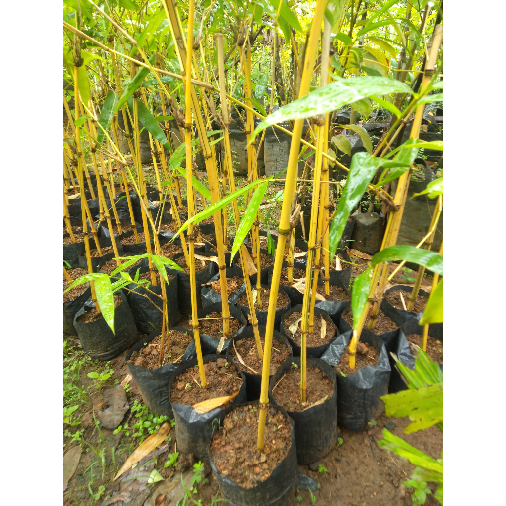Bibit Tanaman Bambu Kuning - Siap Tanam