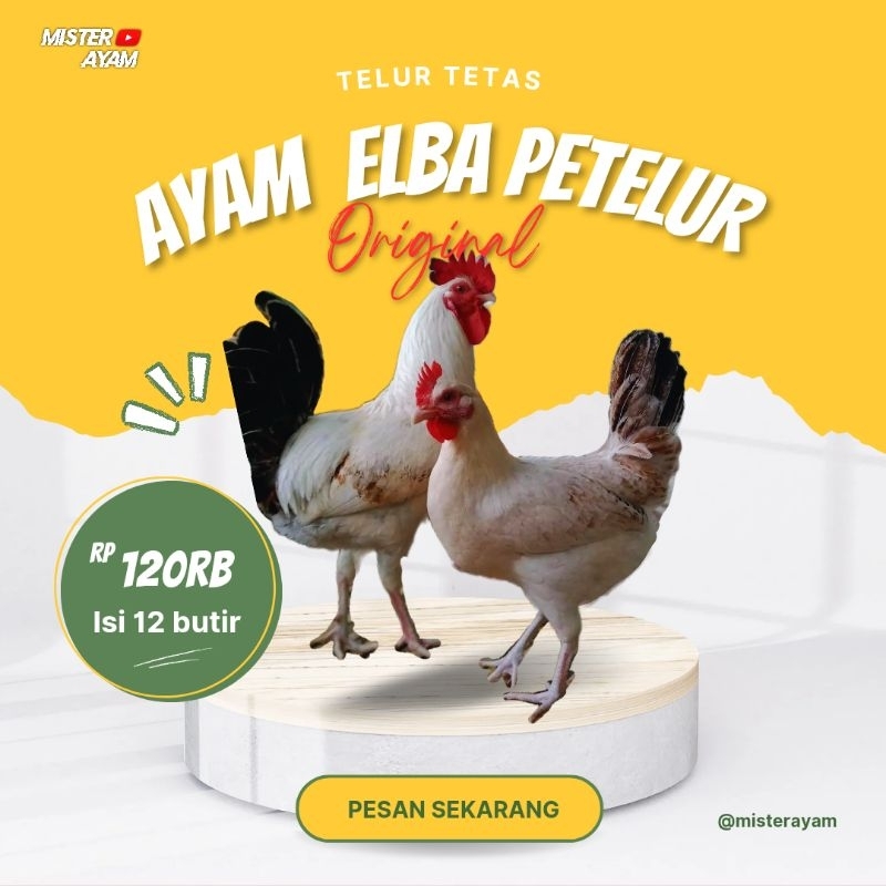 

TELUR AYAM ELBA PETELUR ISI 12 BUTIR