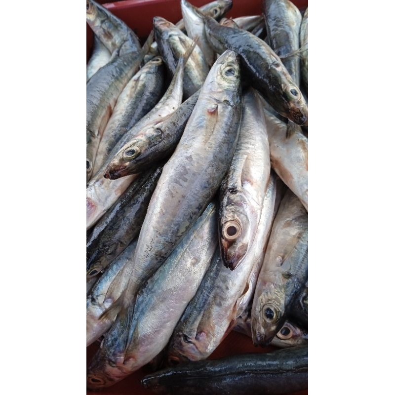 

ikan tropong