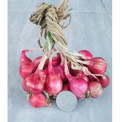 

BAWANG MERAH-BESARTANGGUNG-NGANJUK