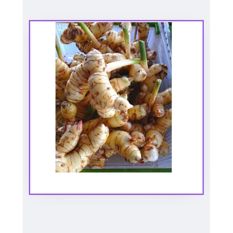 

LENGKUAS SEGAR ORGANIK 1KG