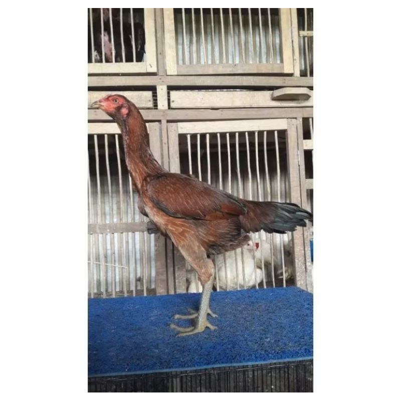 

Telur Ayam Pama Ninja super J4lu